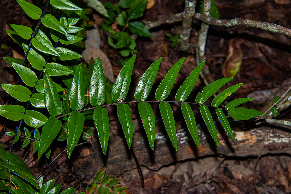 Pellaea doniana Pellaea doniana