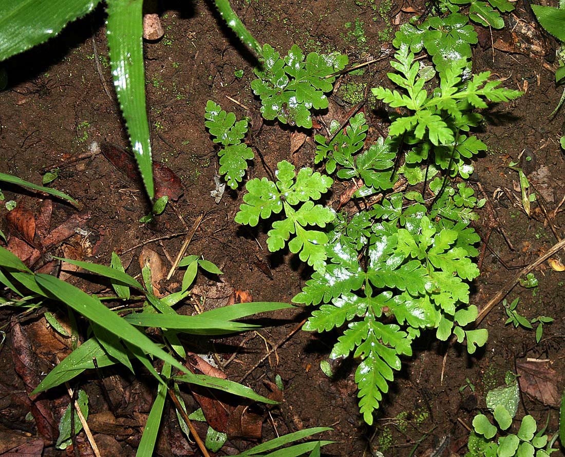 Doryopteris concolor Doryopteris concolor