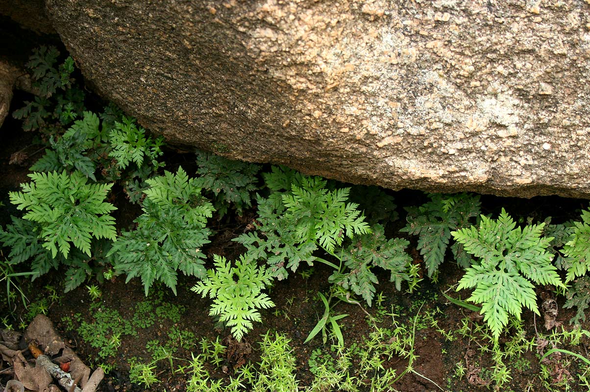 Doryopteris concolor Doryopteris concolor