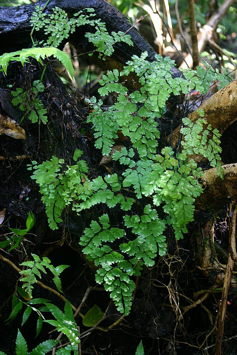 Adiantum capillus-veneris