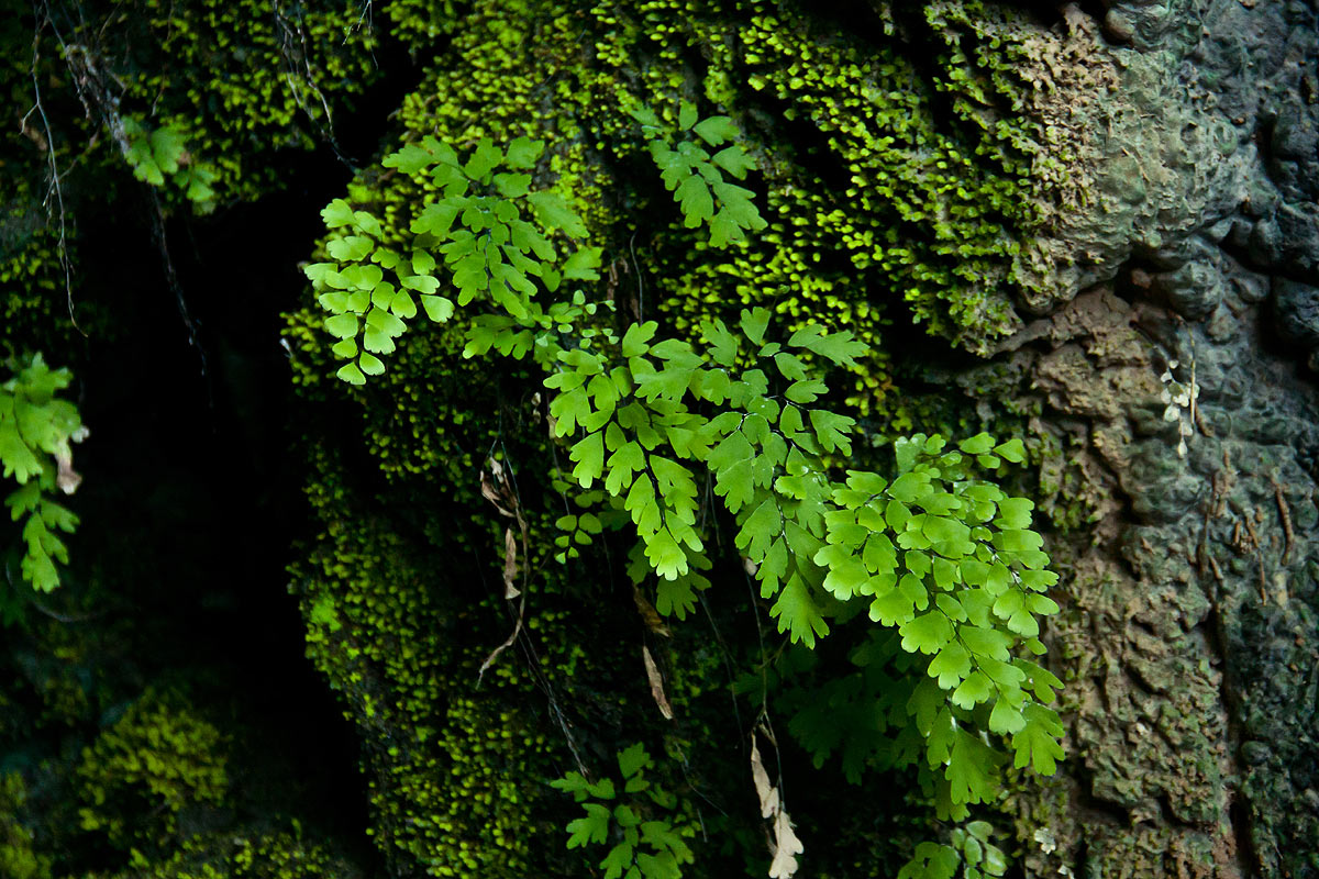 Adiantum capillus-veneris