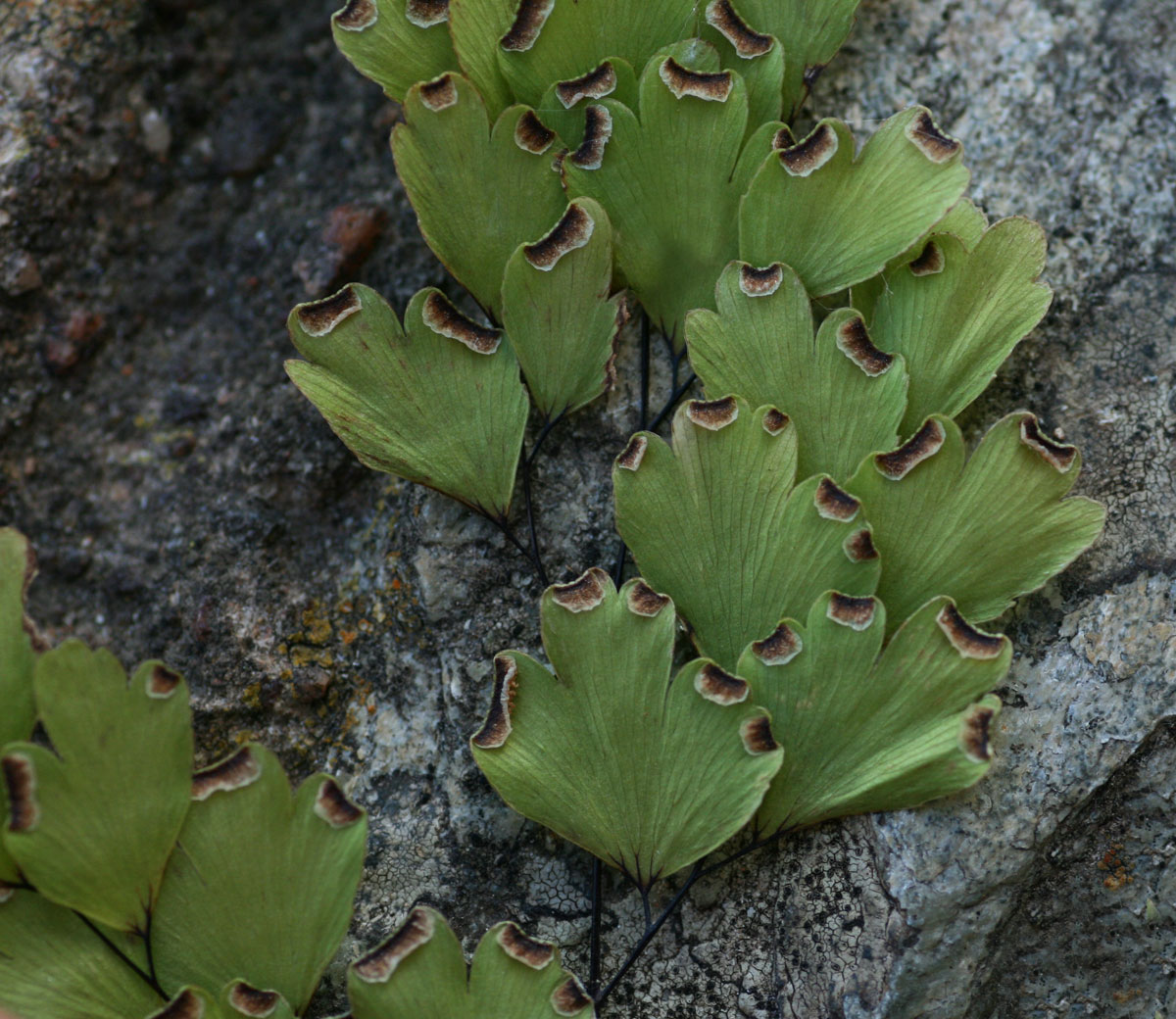 Adiantum capillus-veneris
