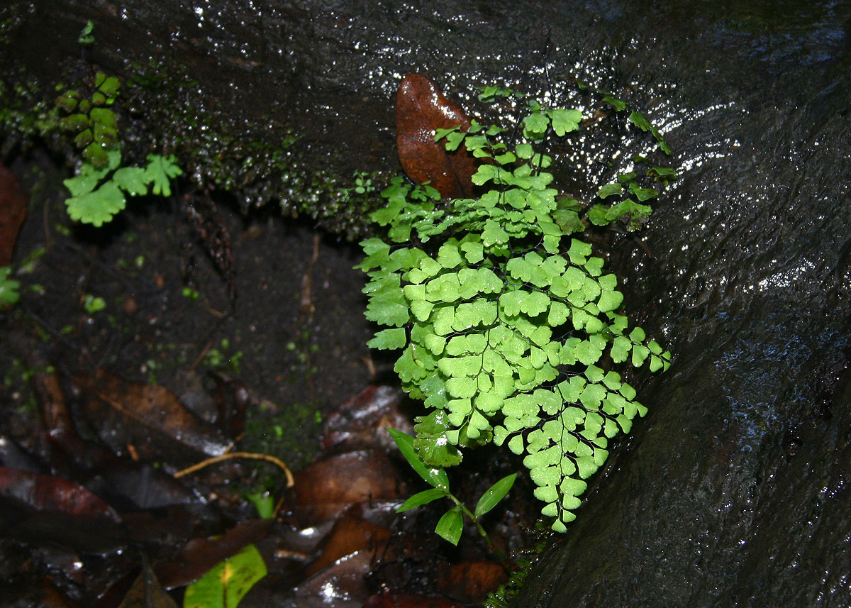 Adiantum capillus-veneris