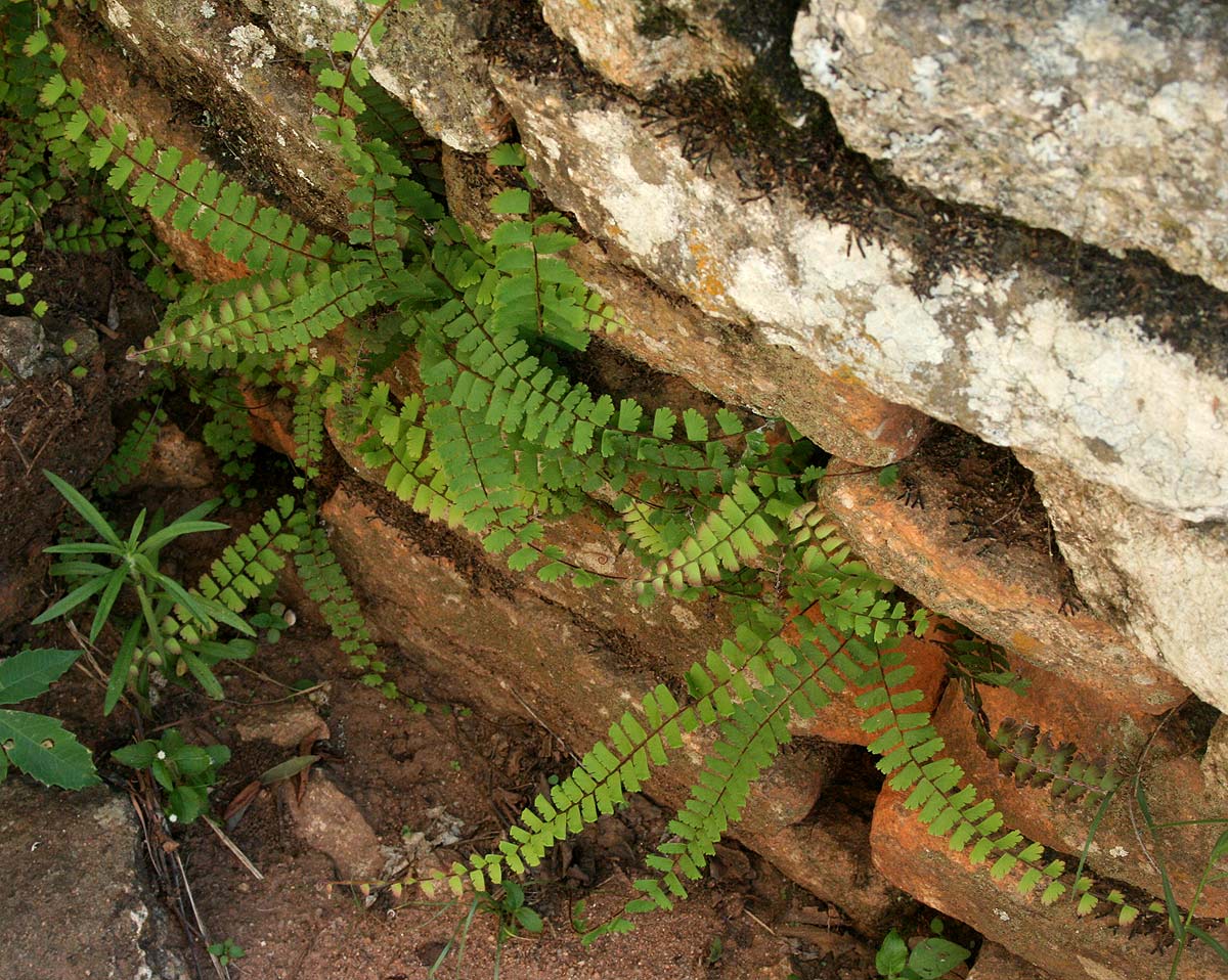 Adiantum incisum
