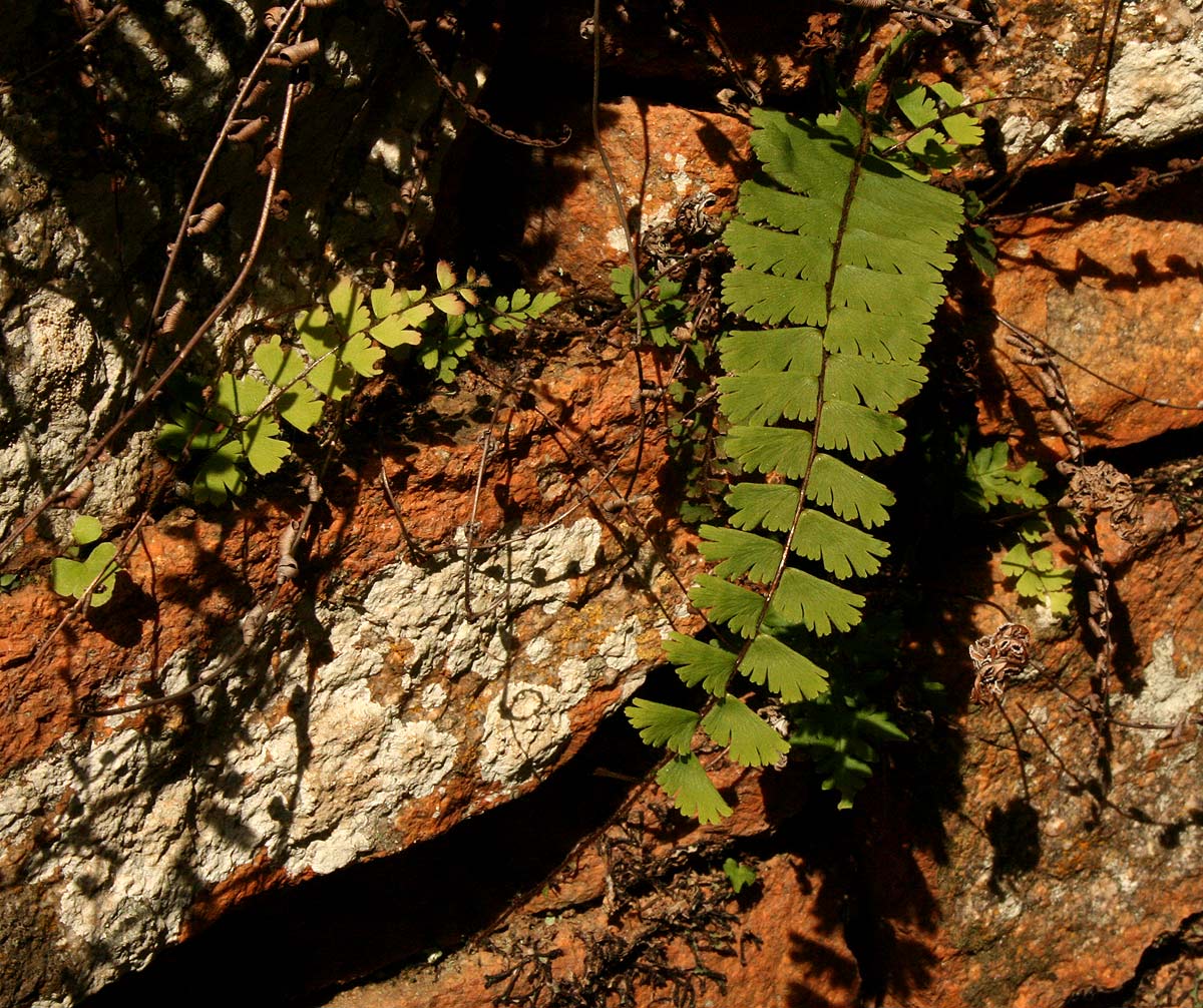 Adiantum incisum