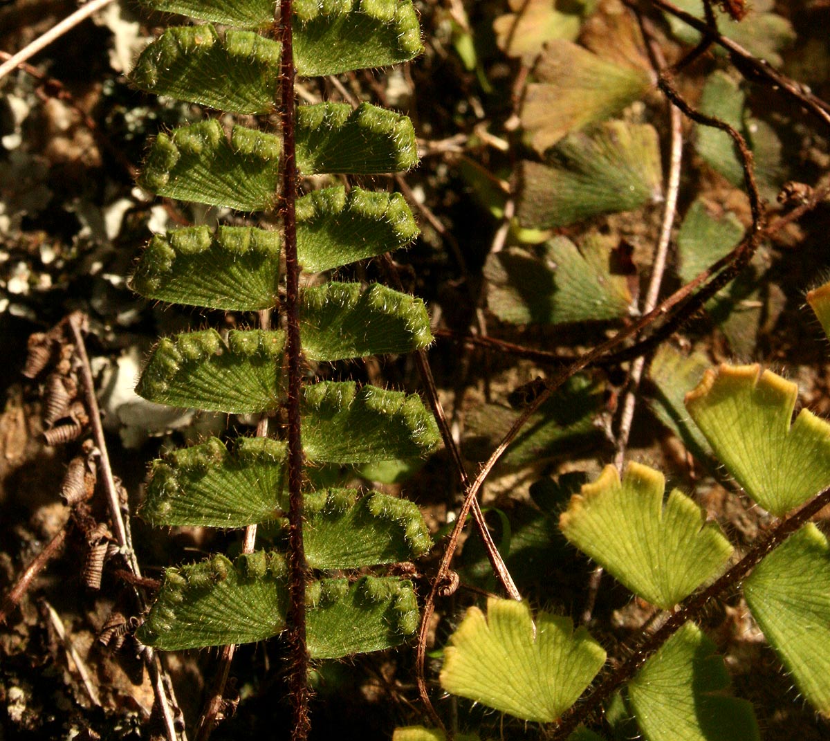 Adiantum incisum