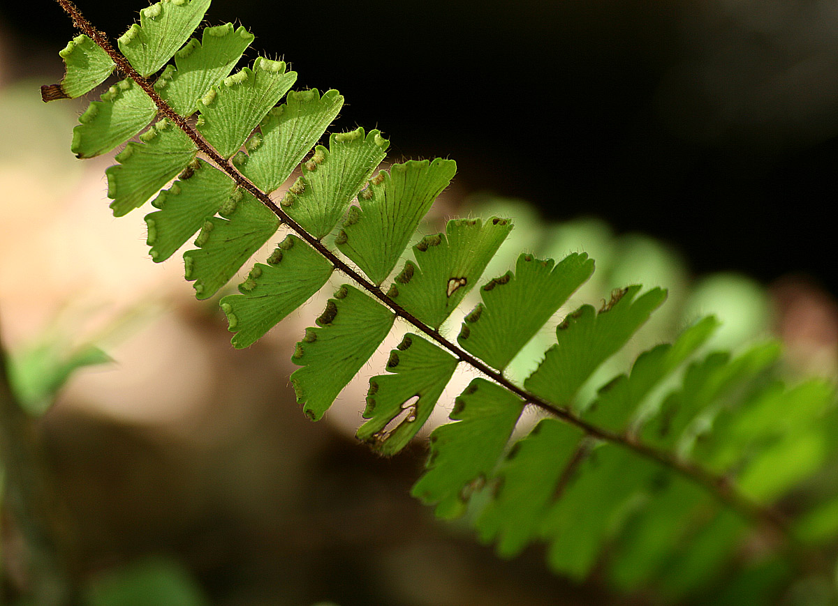 Adiantum incisum