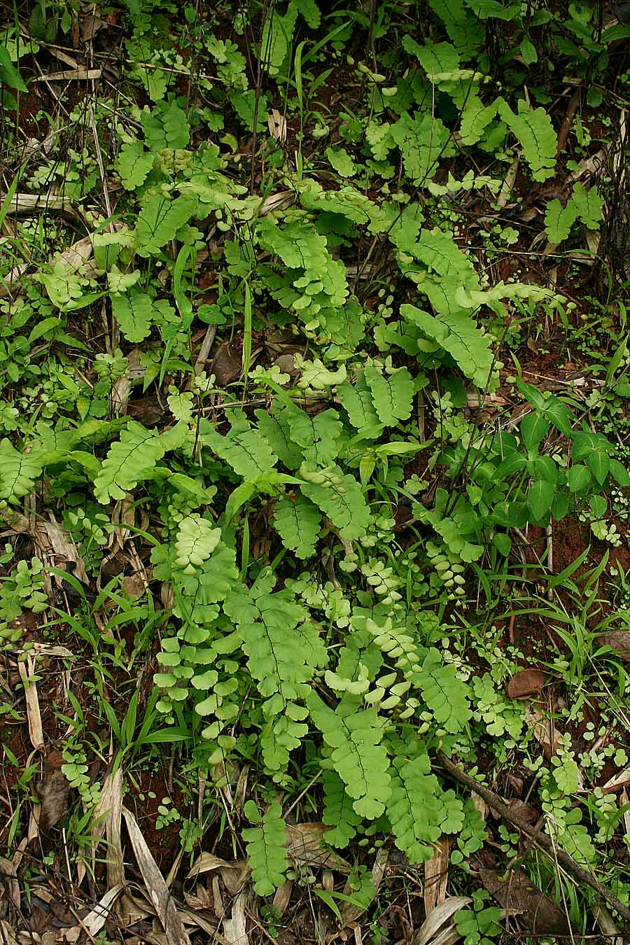 Adiantum lunulatum Adiantum lunulatum