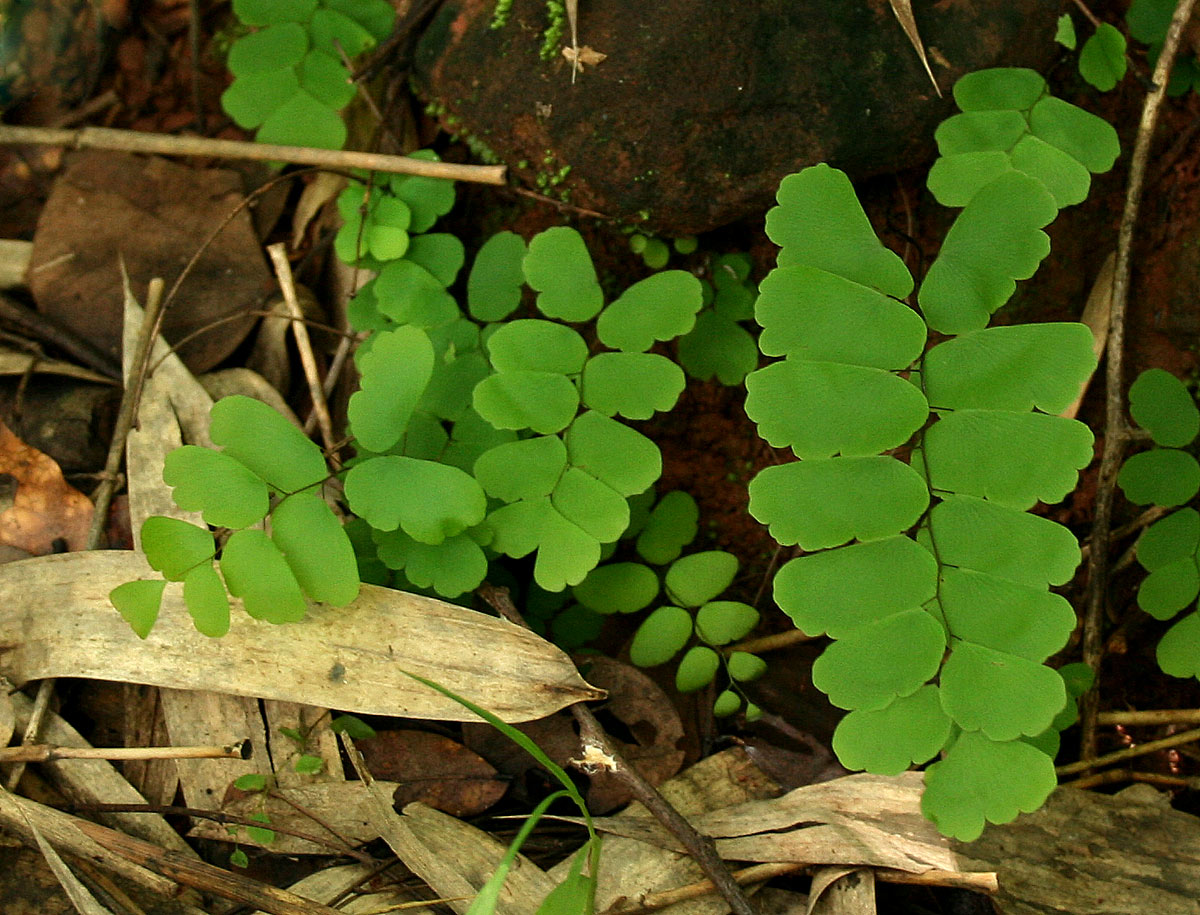 Adiantum lunulatum