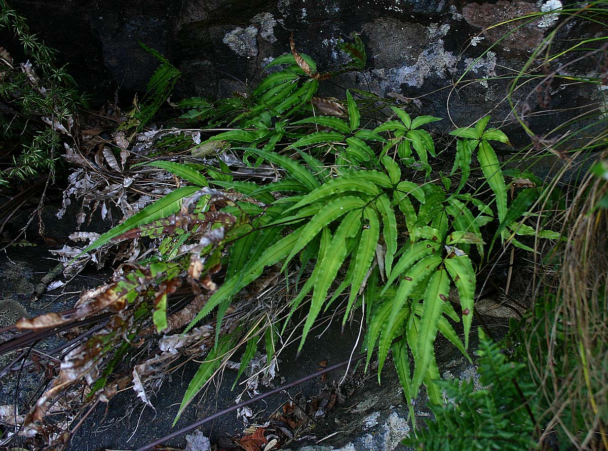 Pteris cretica Pteris cretica