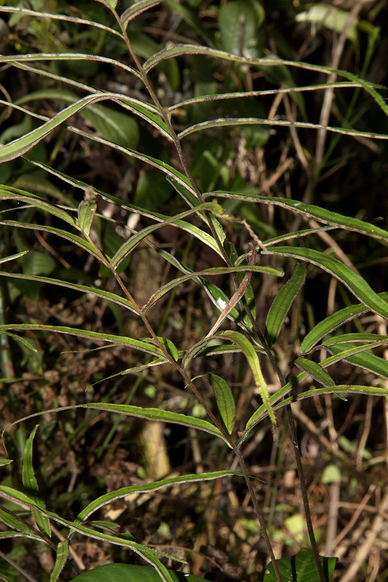 Pteris cretica Pteris cretica