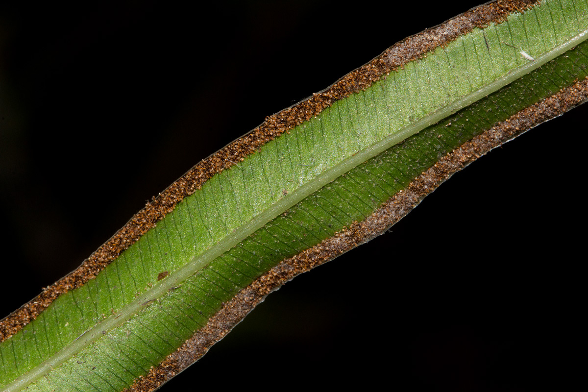 Pteris cretica Pteris cretica