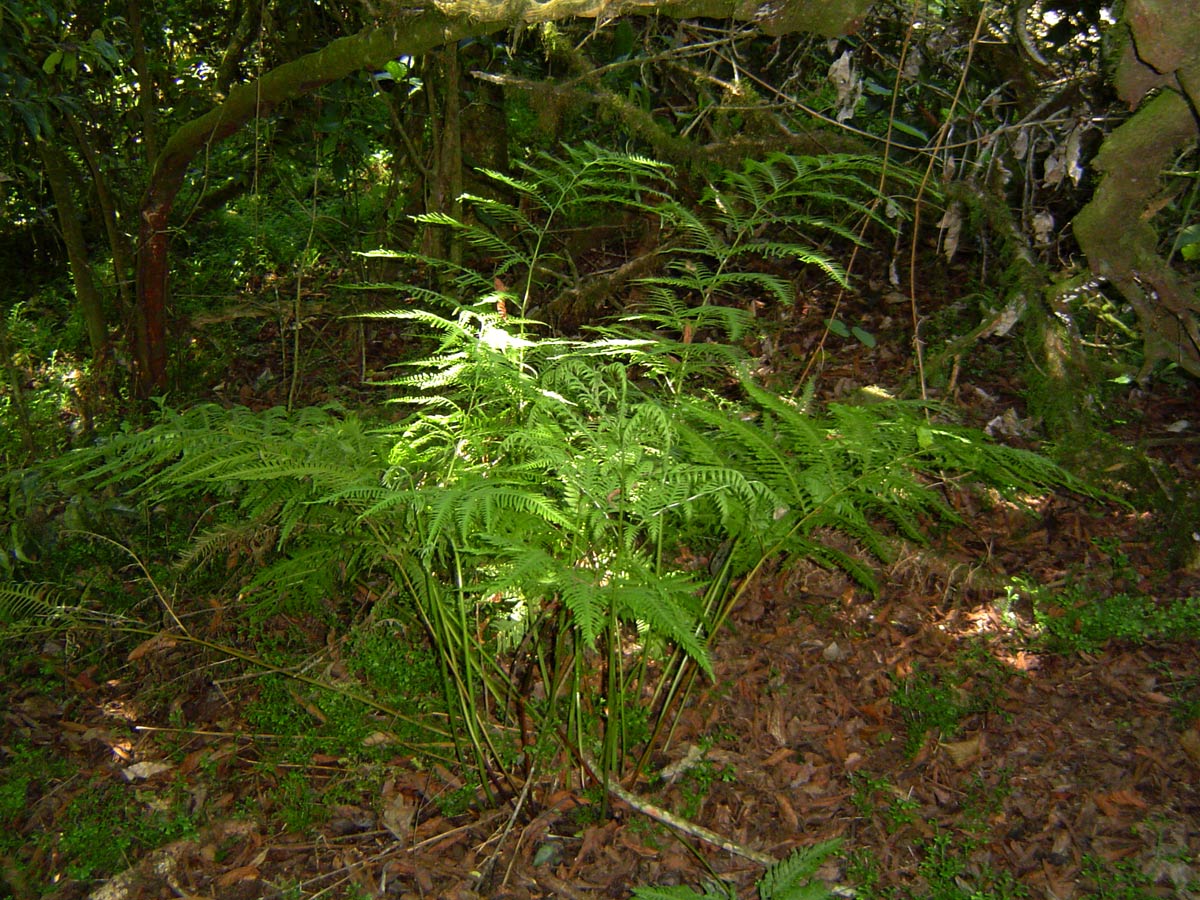 Pteris dentata Pteris dentata