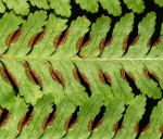 Pteris muricella
