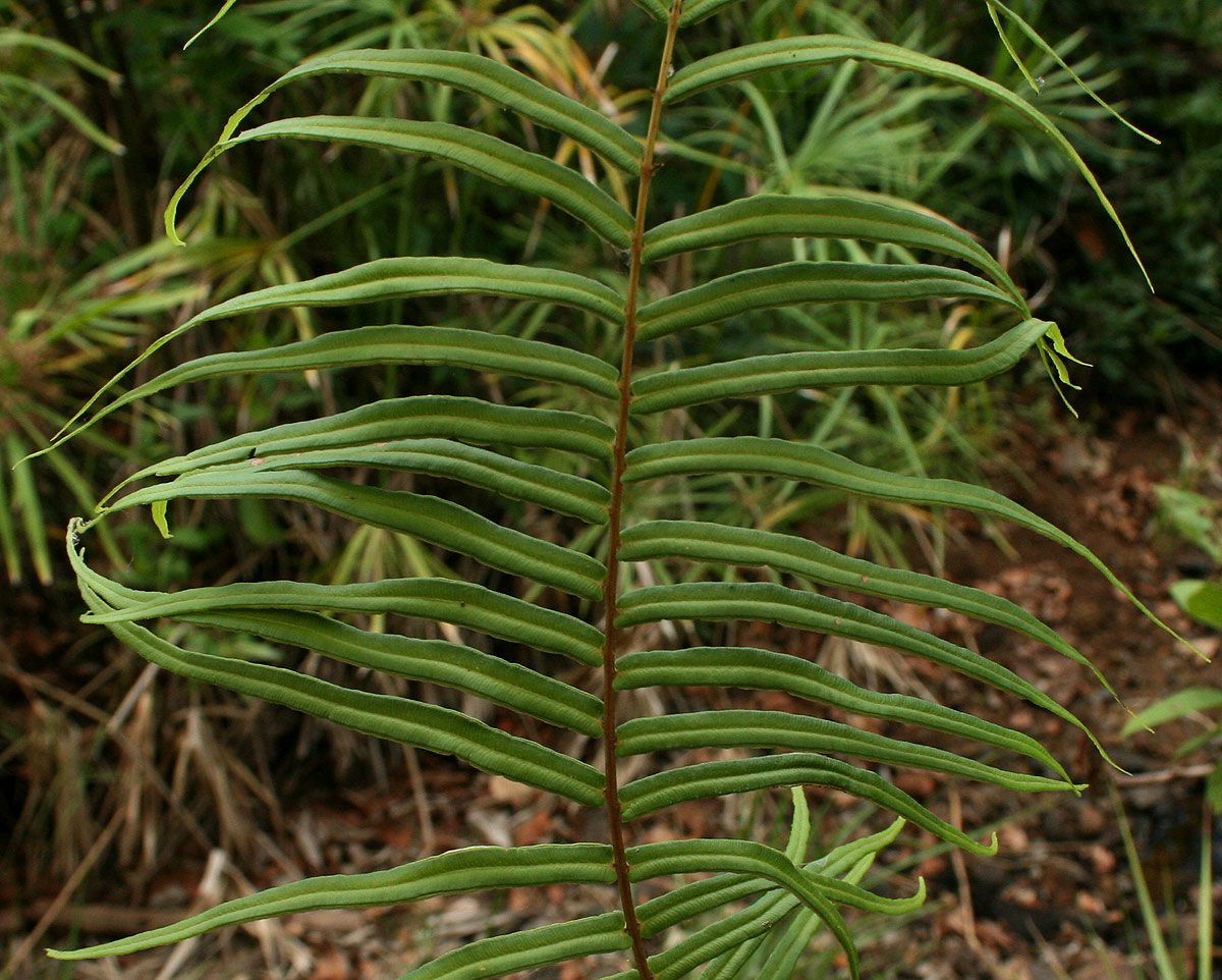 Pteris vittata
