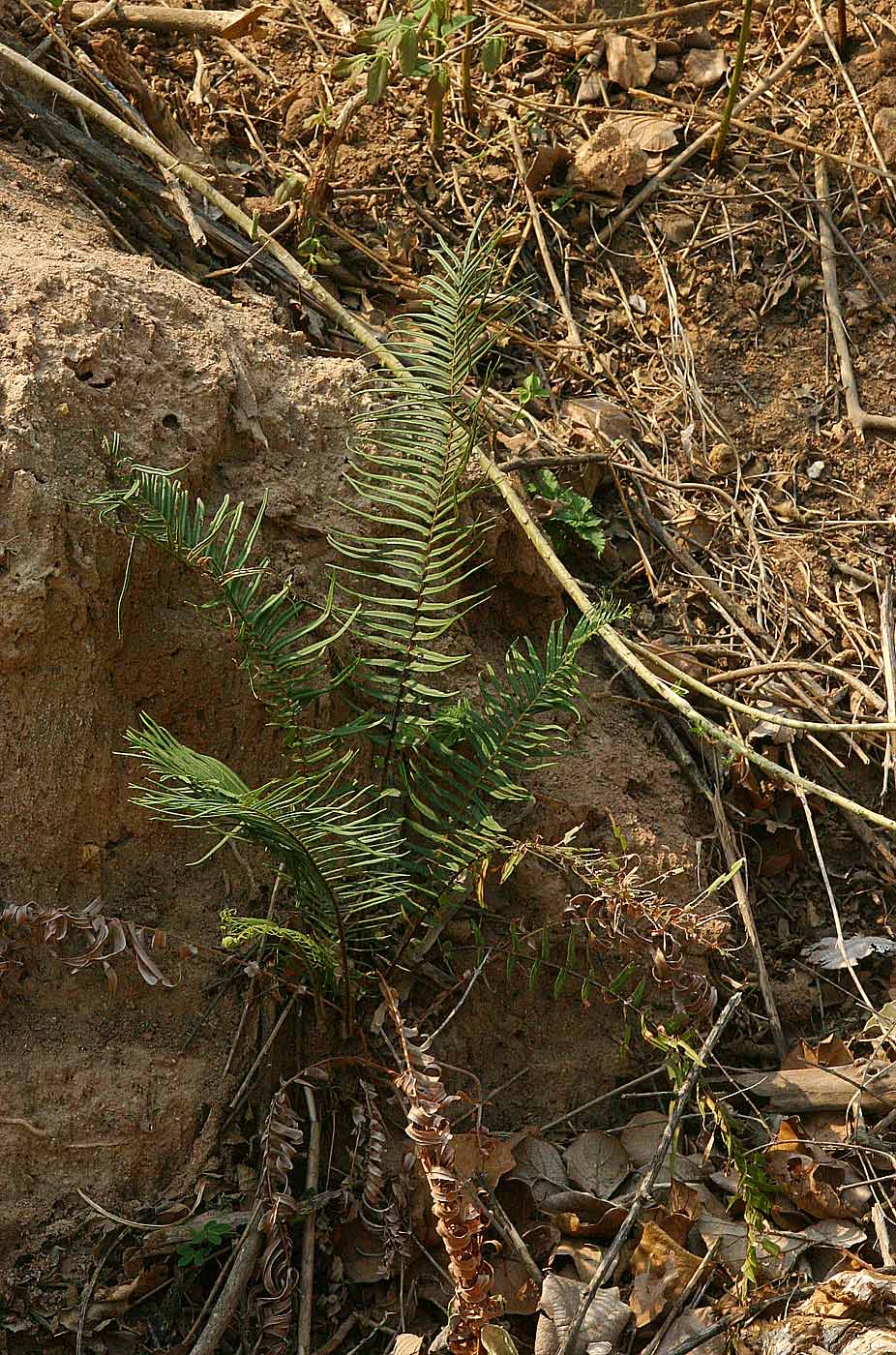 Pteris vittata