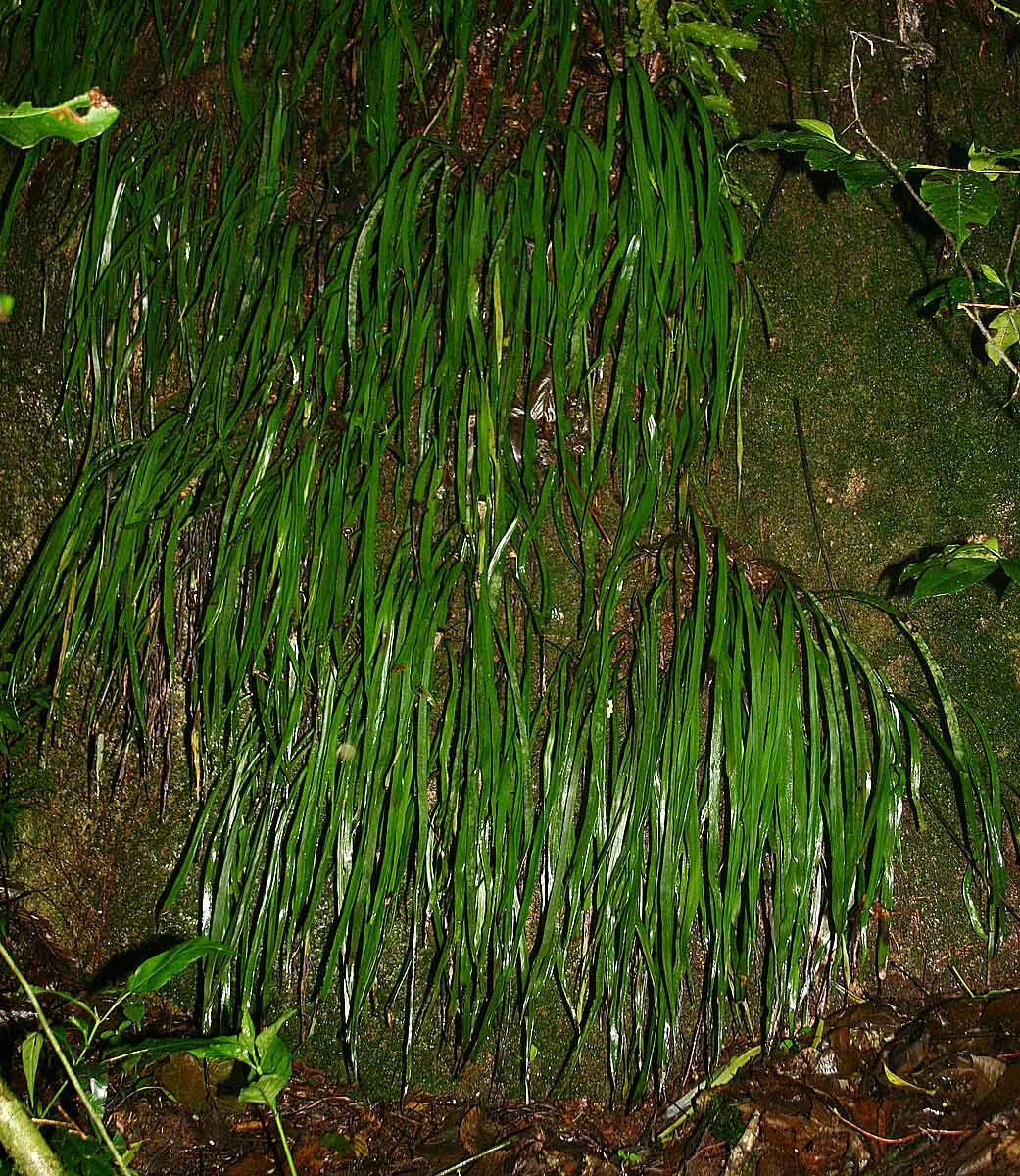 Vittaria guineensis var. orientalis