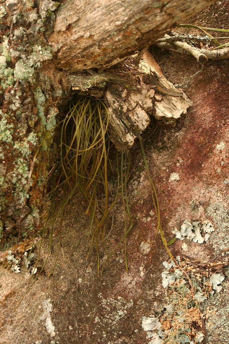 Vittaria volkensii Vittaria volkensii