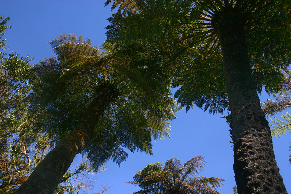 Cyathea dregei