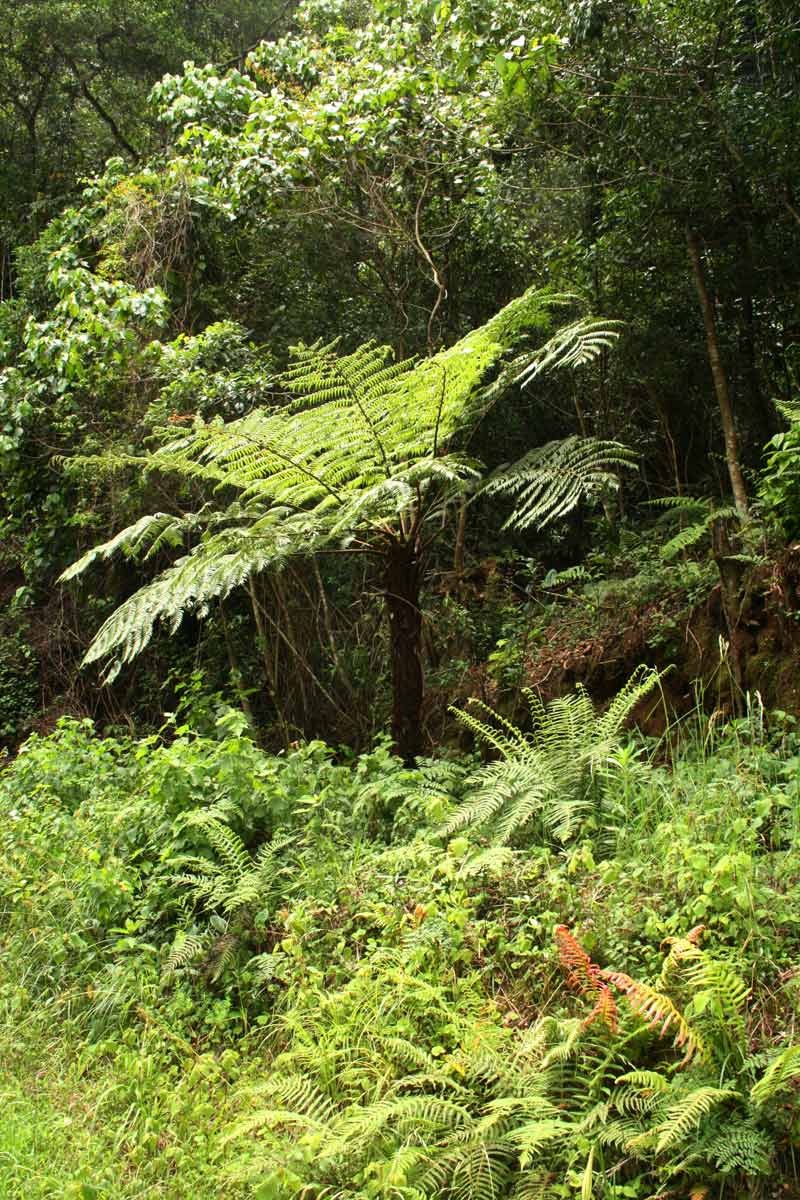 Cyathea dregei