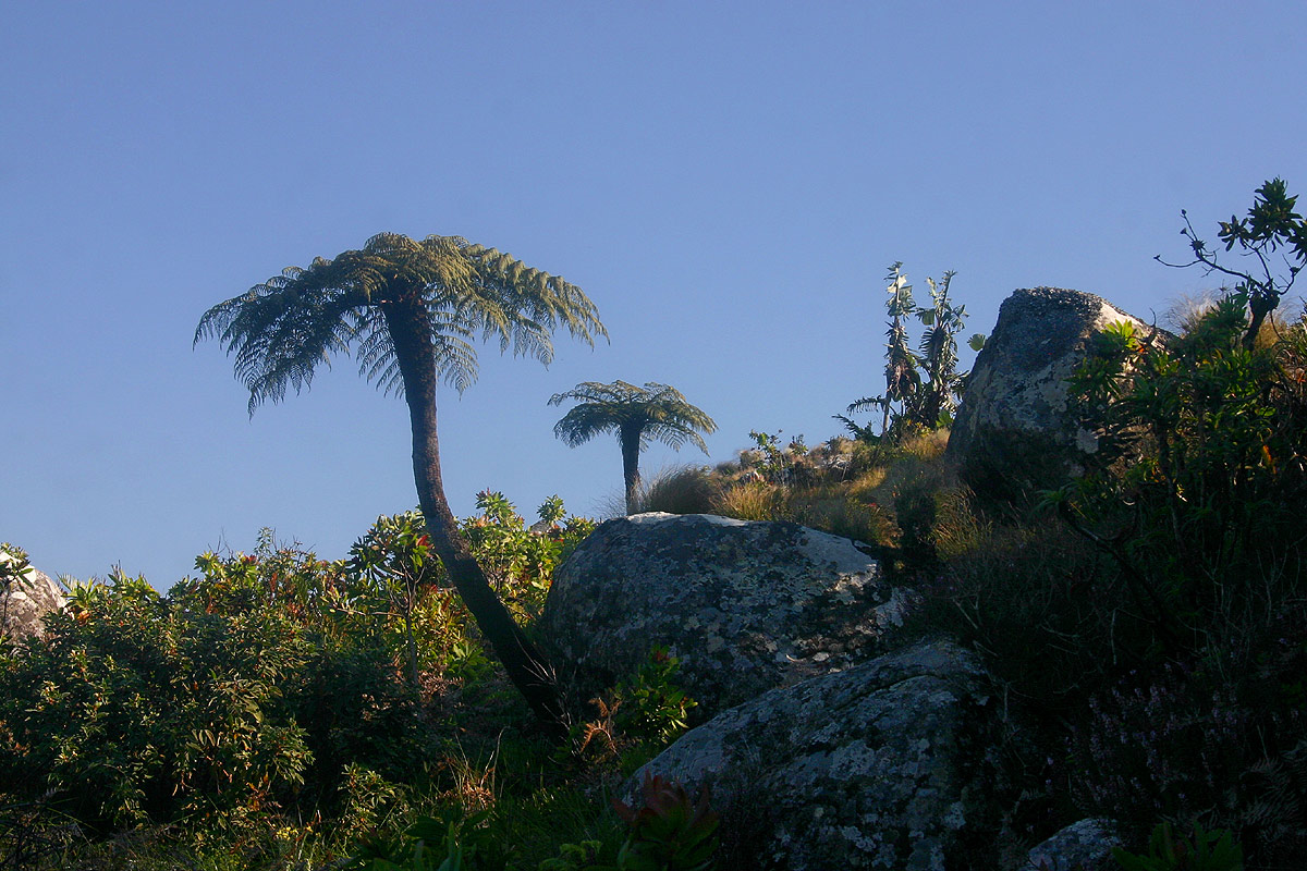 Cyathea dregei Cyathea dregei