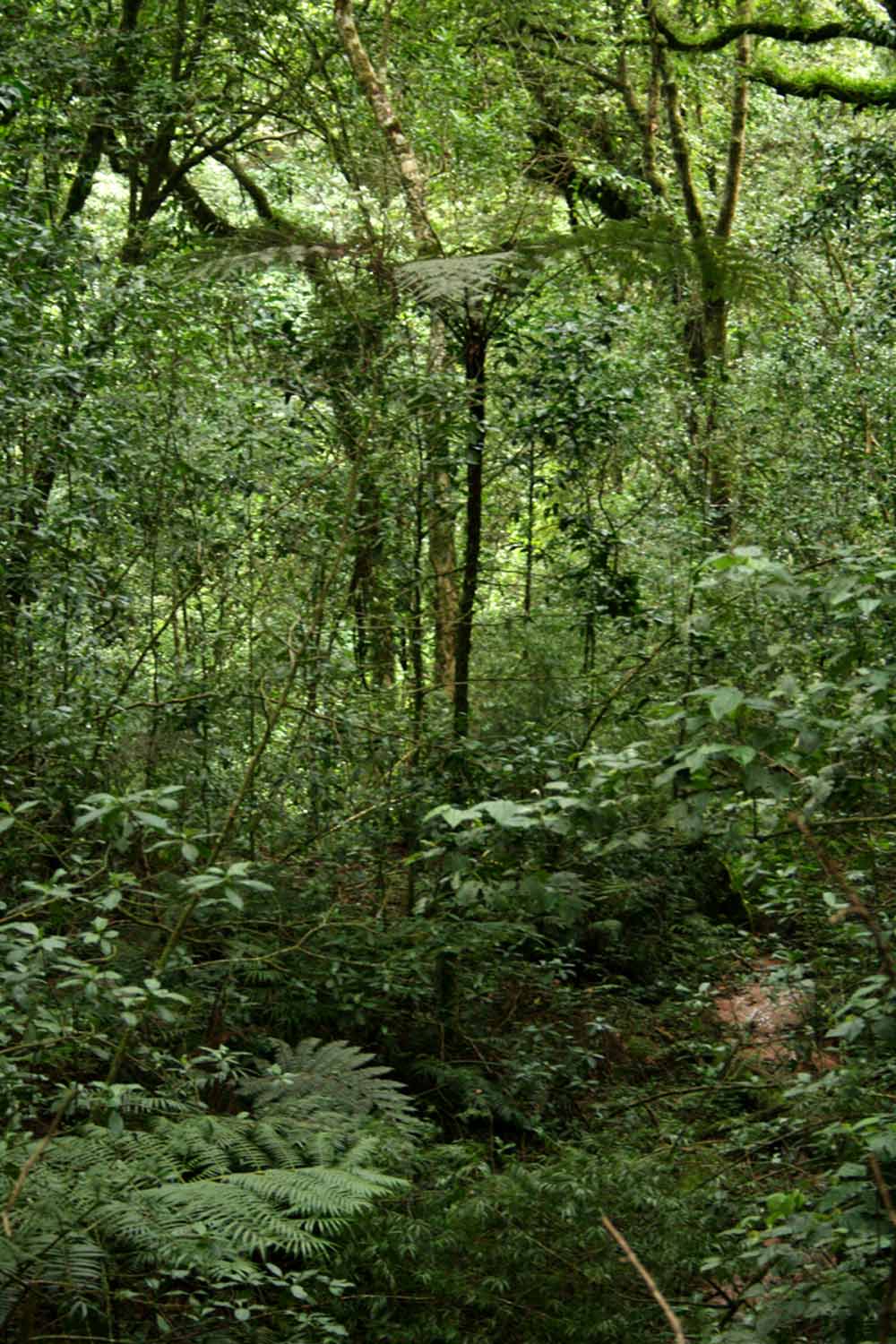 Cyathea manniana Cyathea manniana