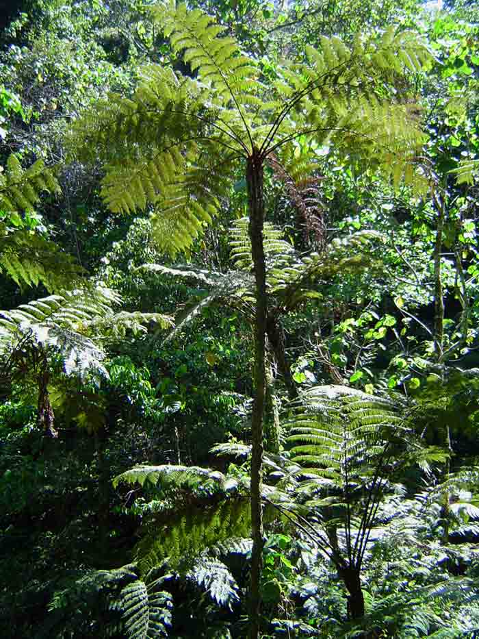 Cyathea manniana