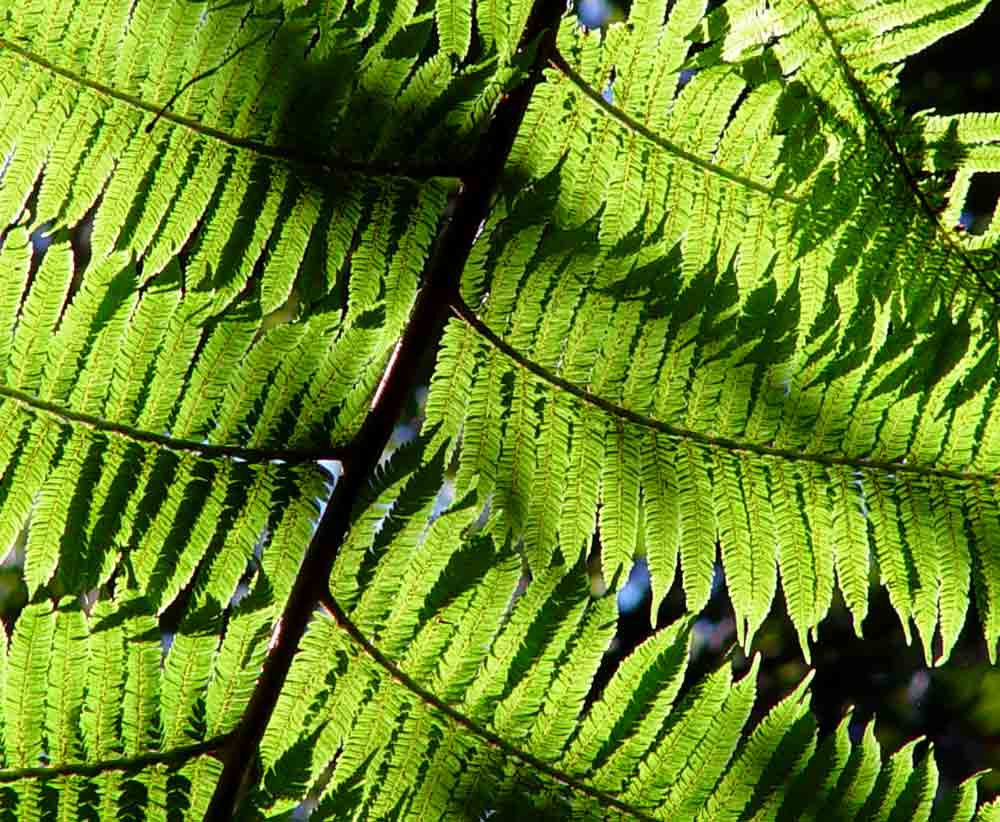Cyathea manniana