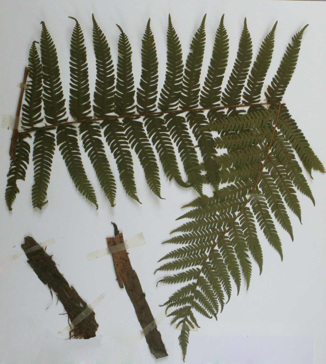 Cyathea manniana