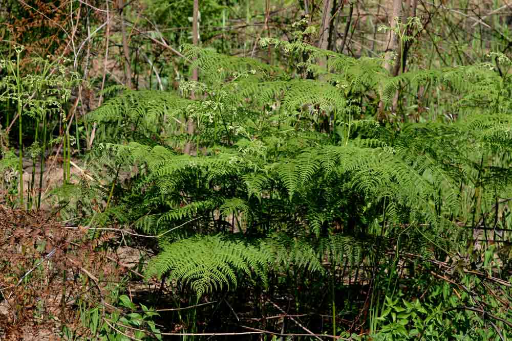Pteridium aquilinum subsp. capense