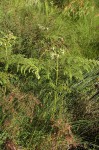 Pteridium aquilinum subsp. capense