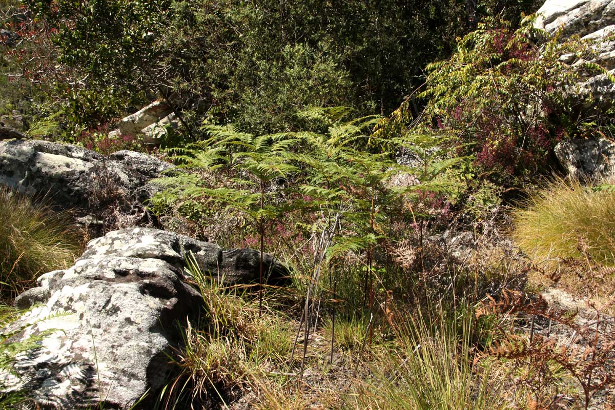 Pteridium aquilinum subsp. capense