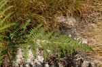 Pteridium aquilinum subsp. capense