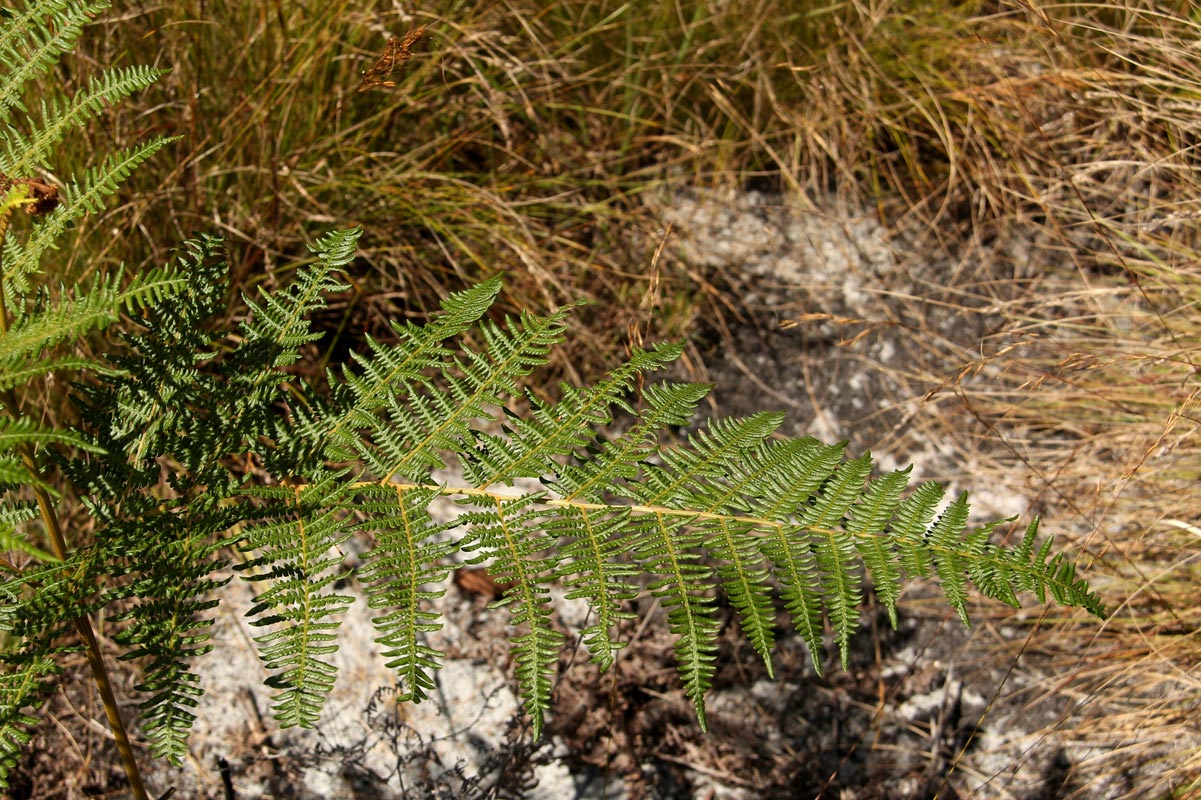 Pteridium aquilinum subsp. capense