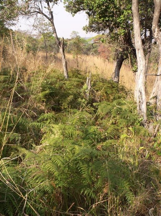 Pteridium aquilinum subsp. capense