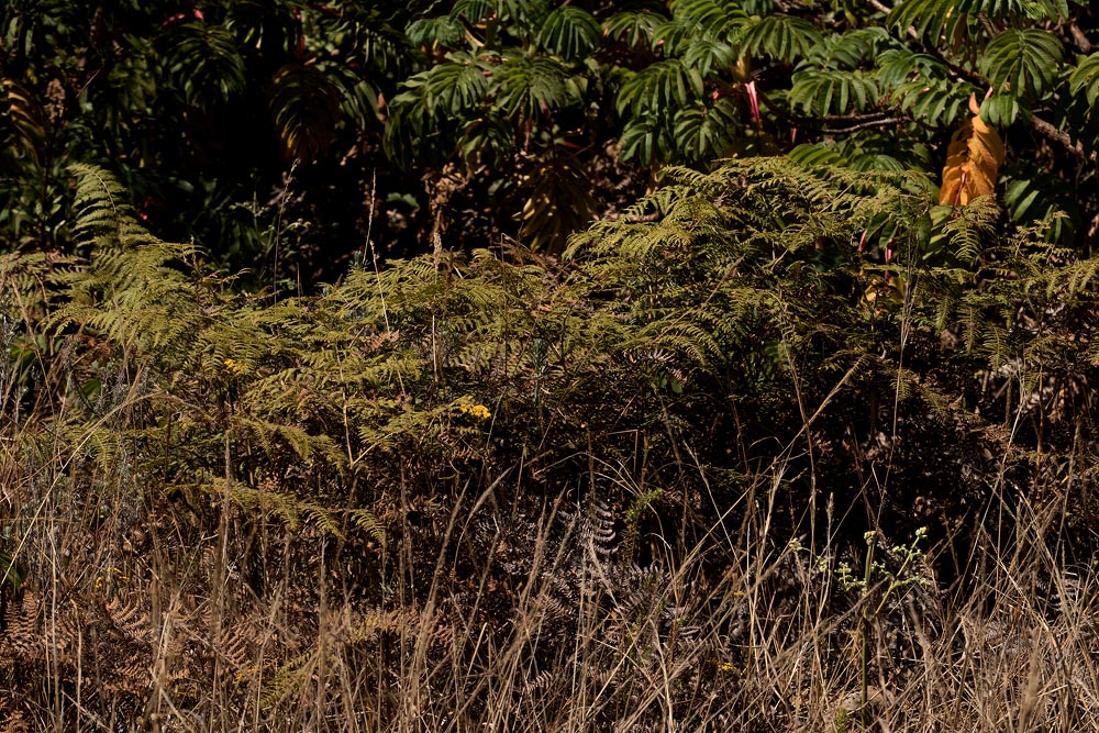 Pteridium aquilinum subsp. capense