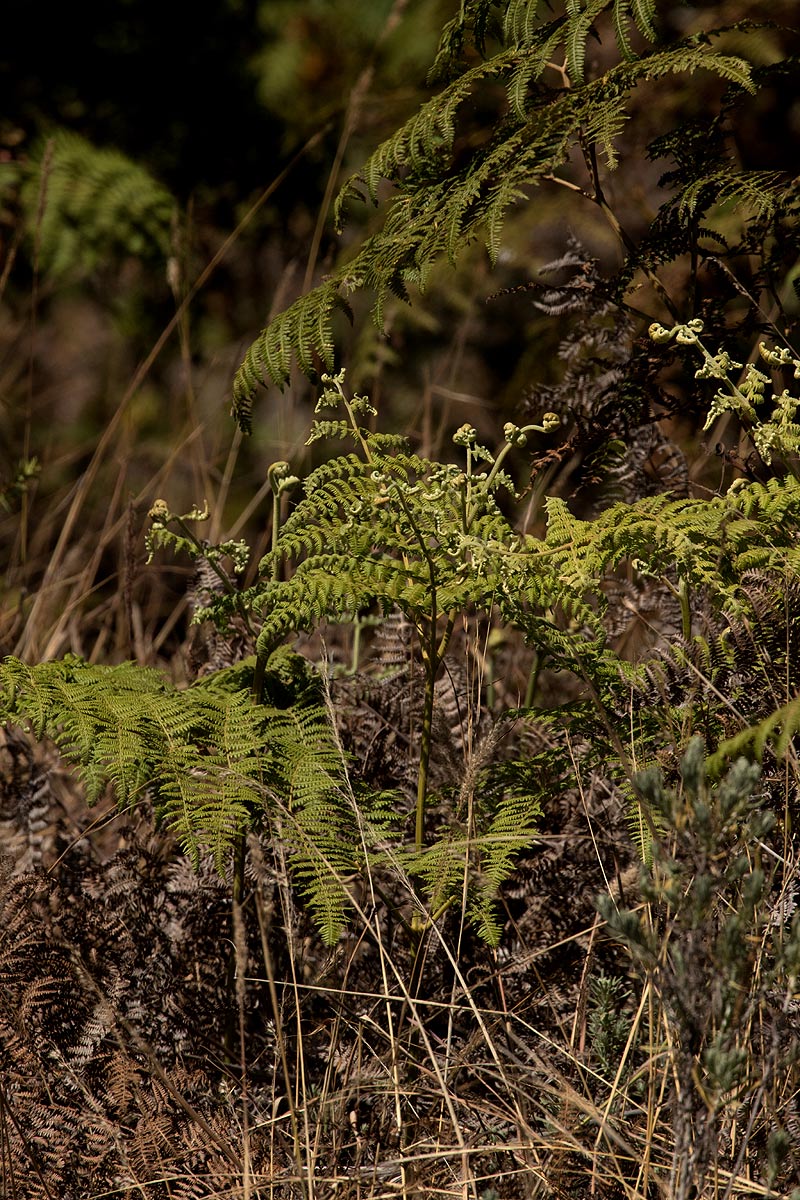 Pteridium aquilinum subsp. capense