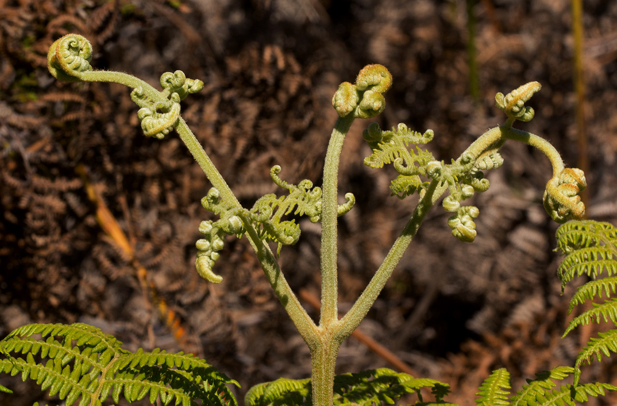 Pteridium aquilinum subsp. capense