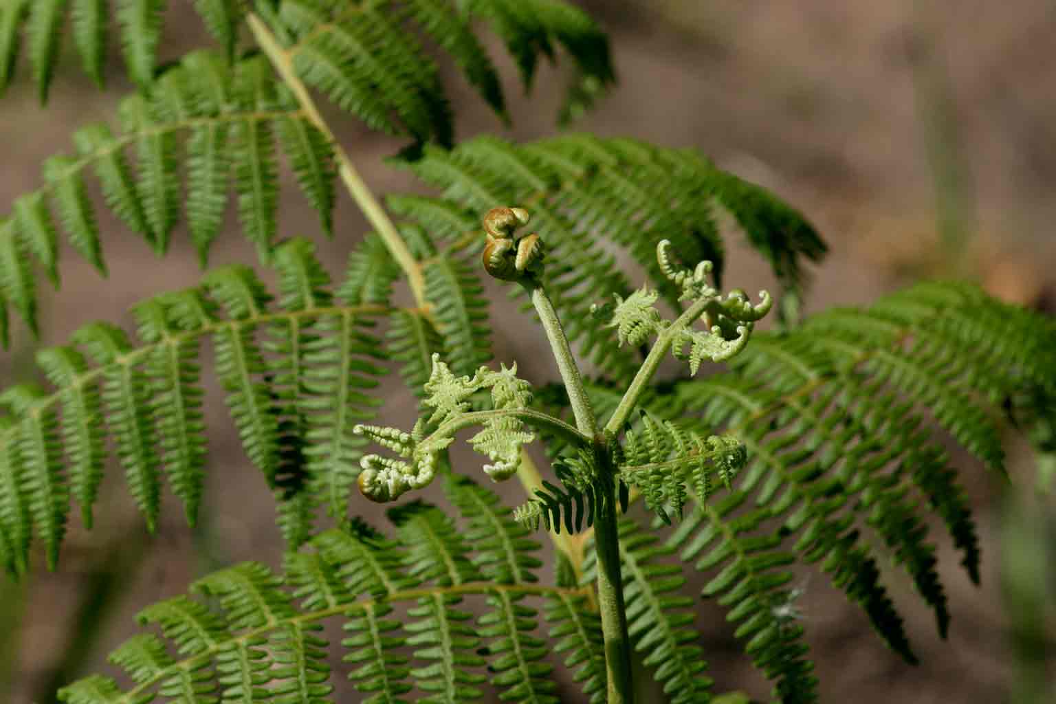 Pteridium aquilinum subsp. capense
