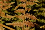 Pteridium aquilinum subsp. capense