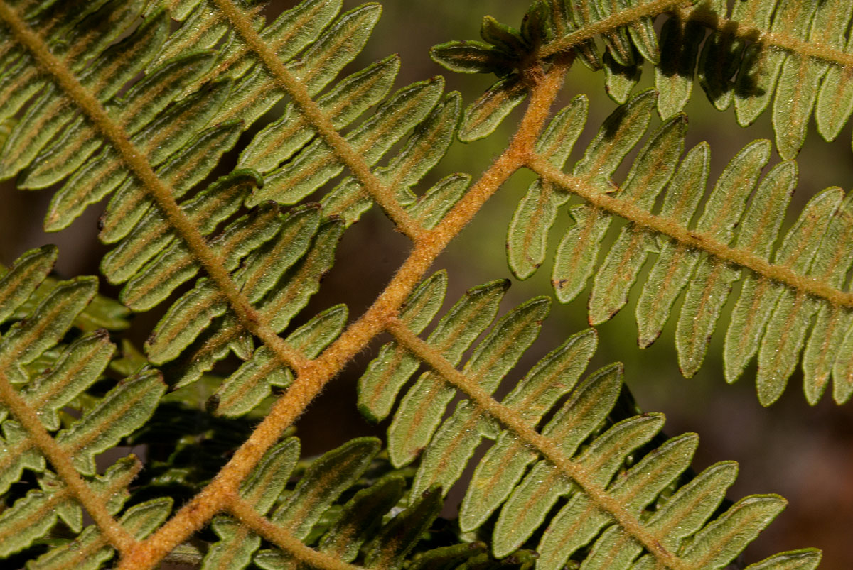 Pteridium aquilinum subsp. capense