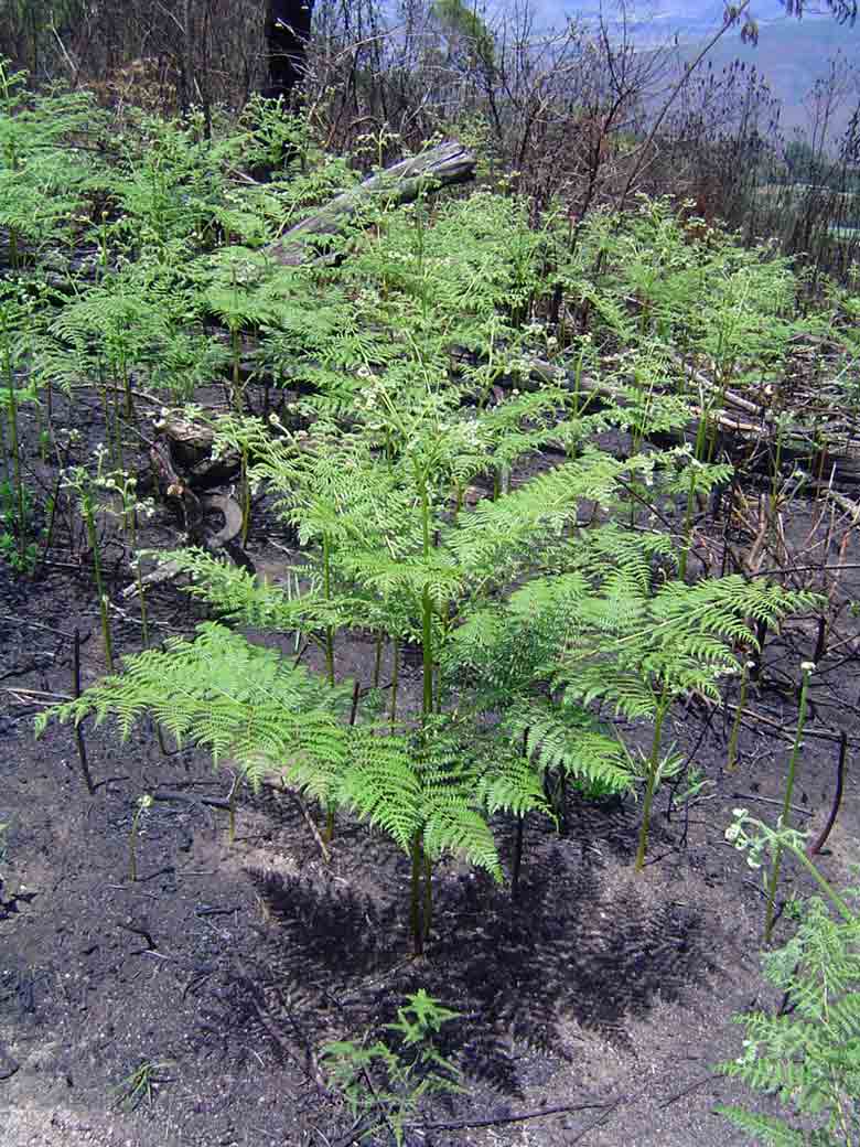 Pteridium aquilinum subsp. capense Pteridium aquilinum subsp. capense