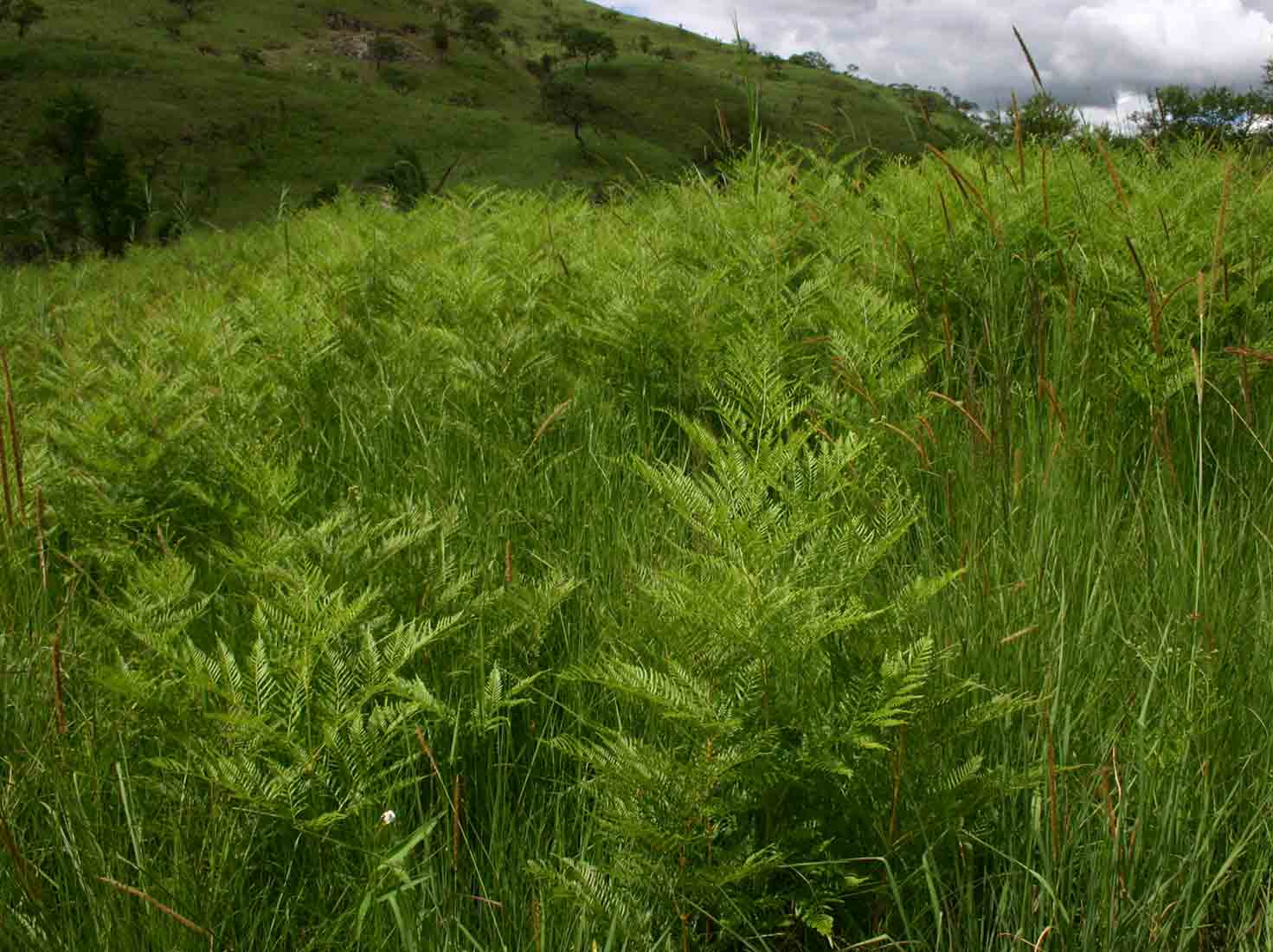 Pteridium aquilinum subsp. centrali-africanum