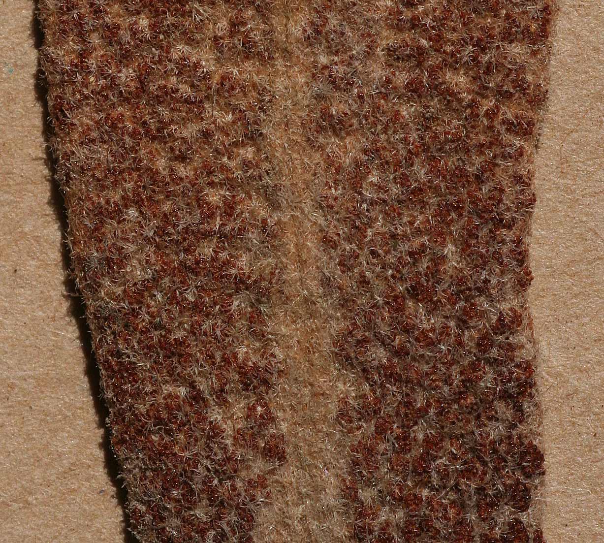 Pyrrosia schimperiana