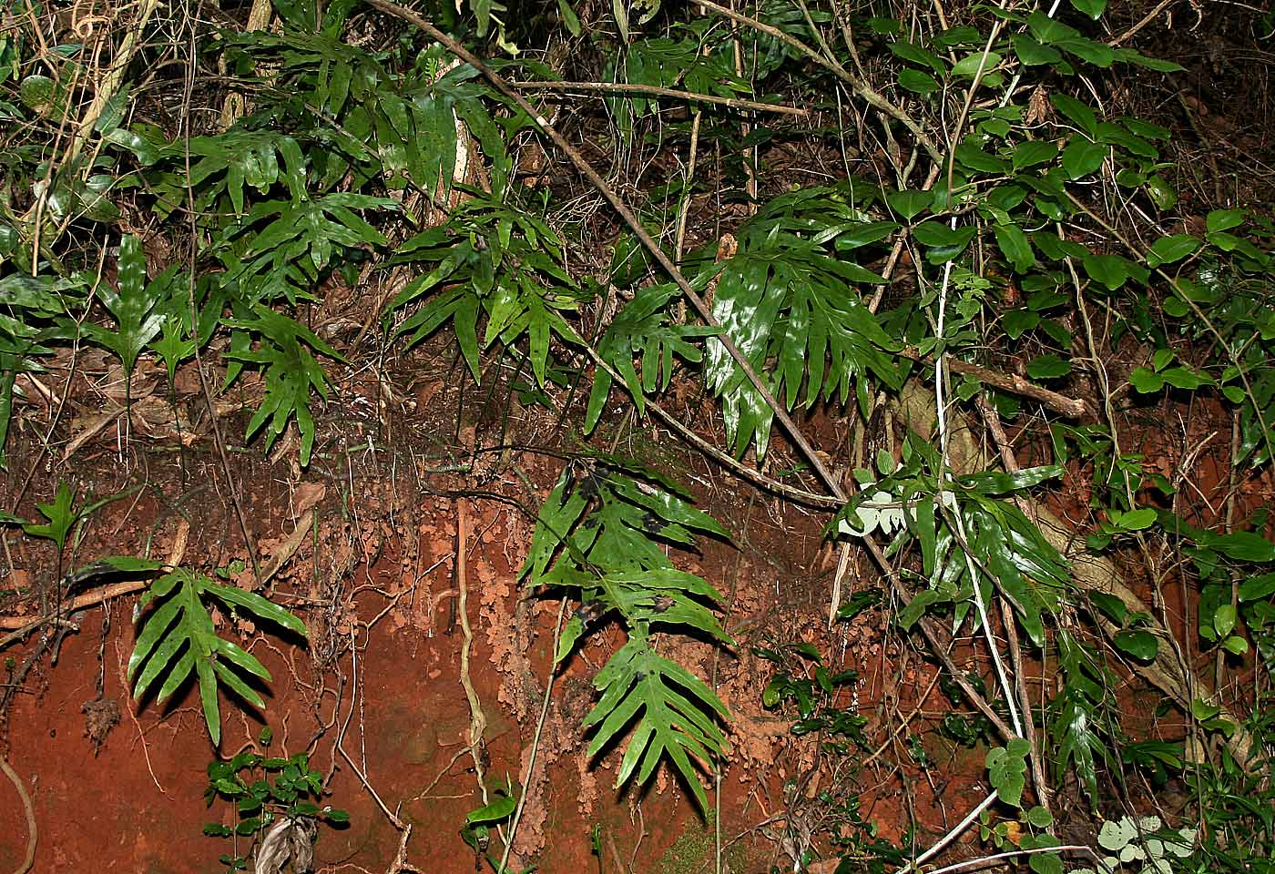 Microsorum scolopendria