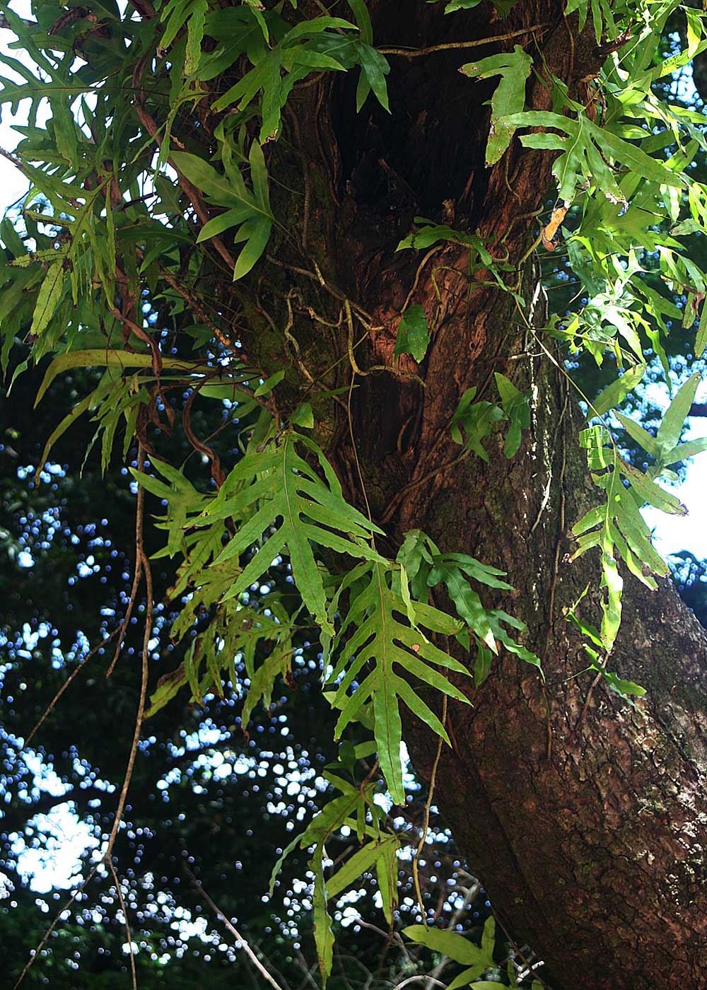 Microsorum scolopendria