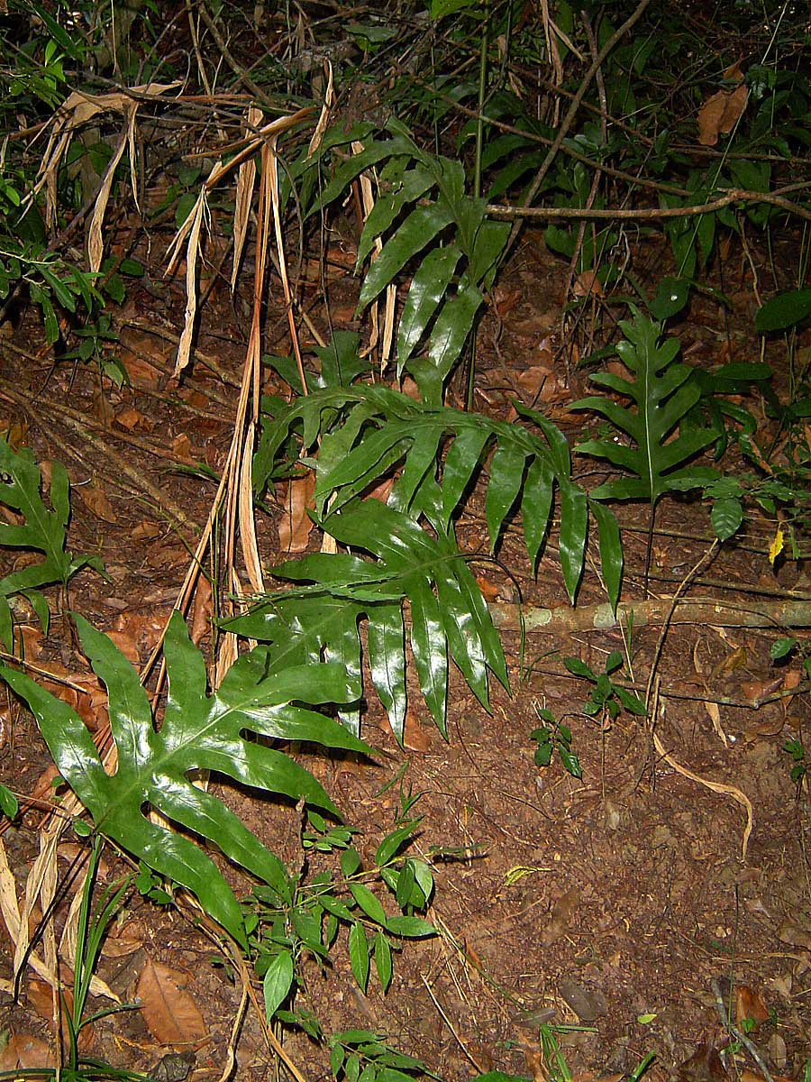Microsorum scolopendria