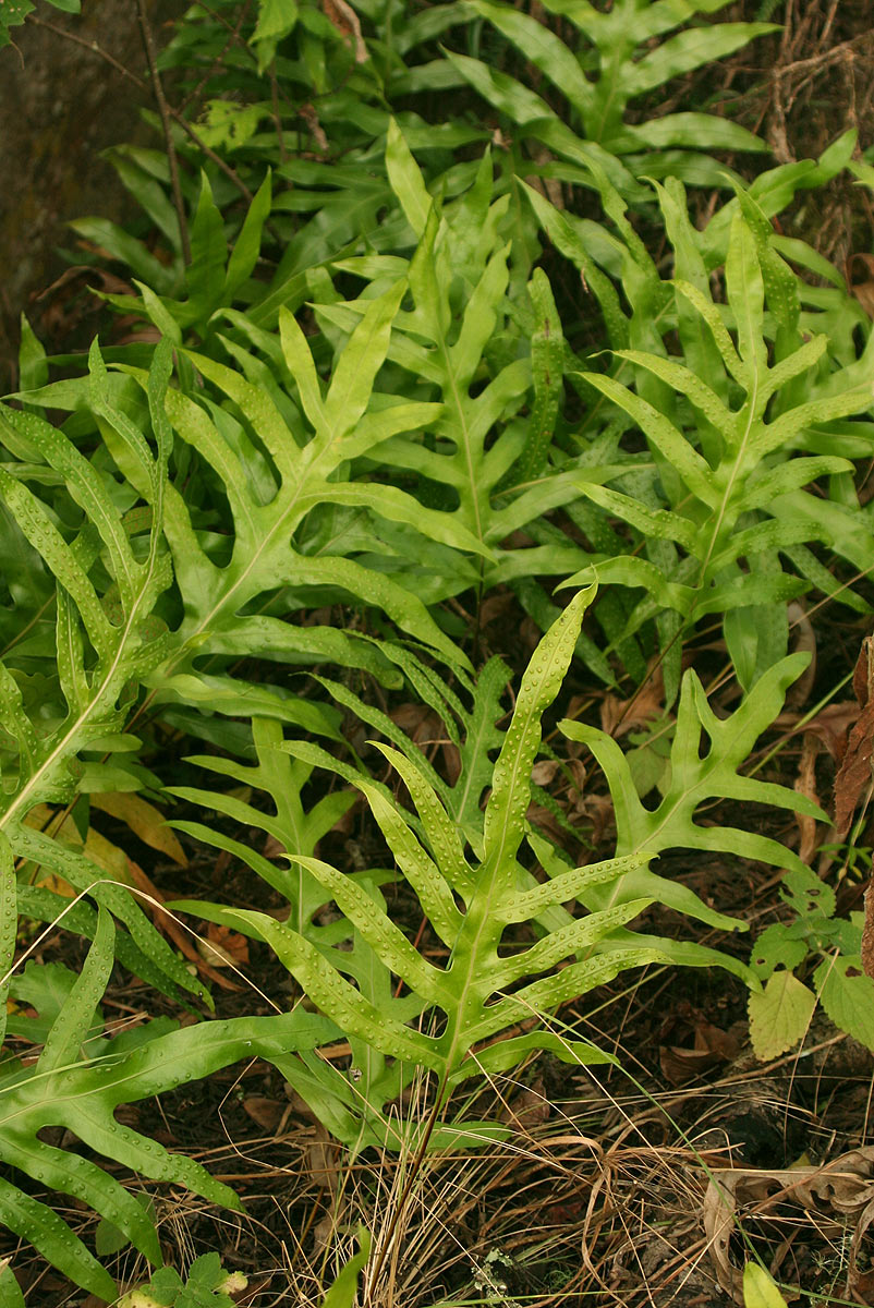 Microsorum scolopendria