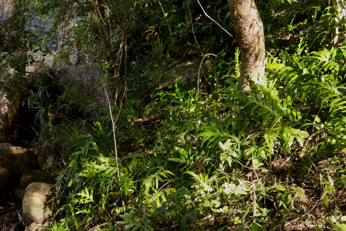 Microsorum scolopendria Microsorum scolopendria