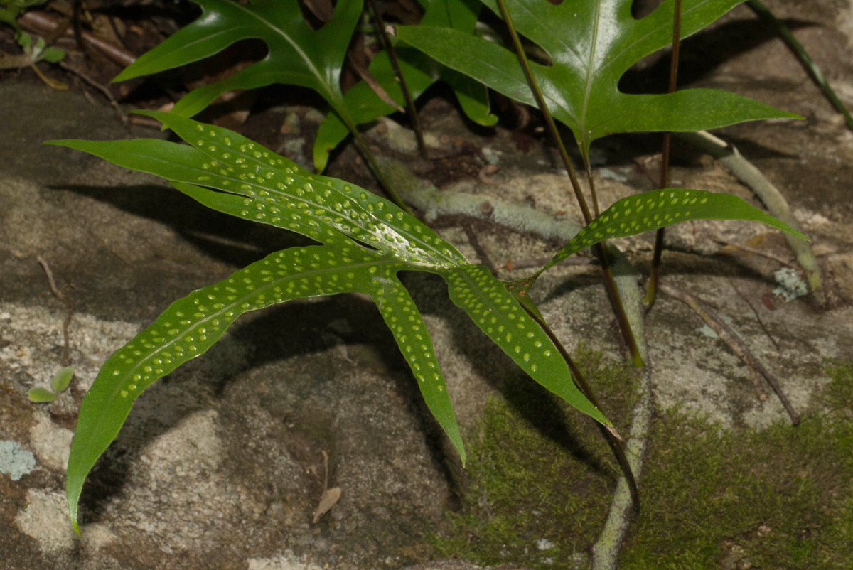 Microsorum scolopendria Microsorum scolopendria